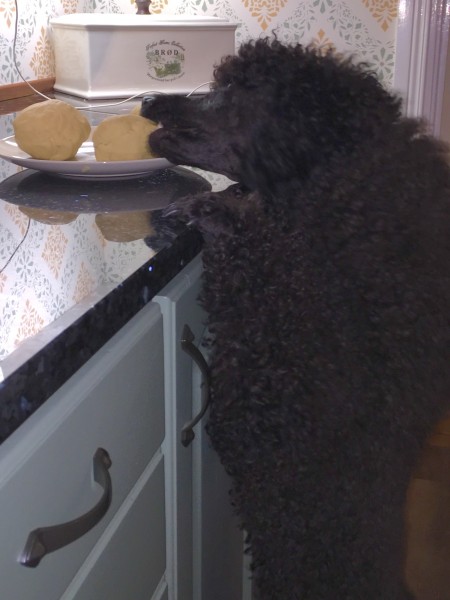 Pudeln Evo är med i köket! #deladitthem